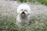 BICHON FRISE 517